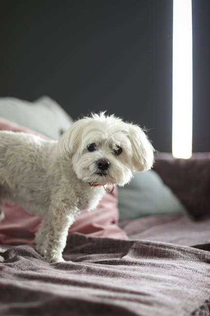 A small white dog with curly fur standing on a neatly made bed with pink and grey bedding in a modern bedroom. The room features a dark grey wall and a vertical strip of bright light, possibly a window or lamp, illuminating part of the space. Visible surfaces include a soft, plush bedspread and pillows, with no visible dust or stains. The setting suggests a clean, well-maintained interior. This image exemplifies domestic cleaning and maintenance, as might be provided by Carpet Cleaners Mayfair, specializing in surface cleaning and sanitisation for residences like Mayfair townhouses.