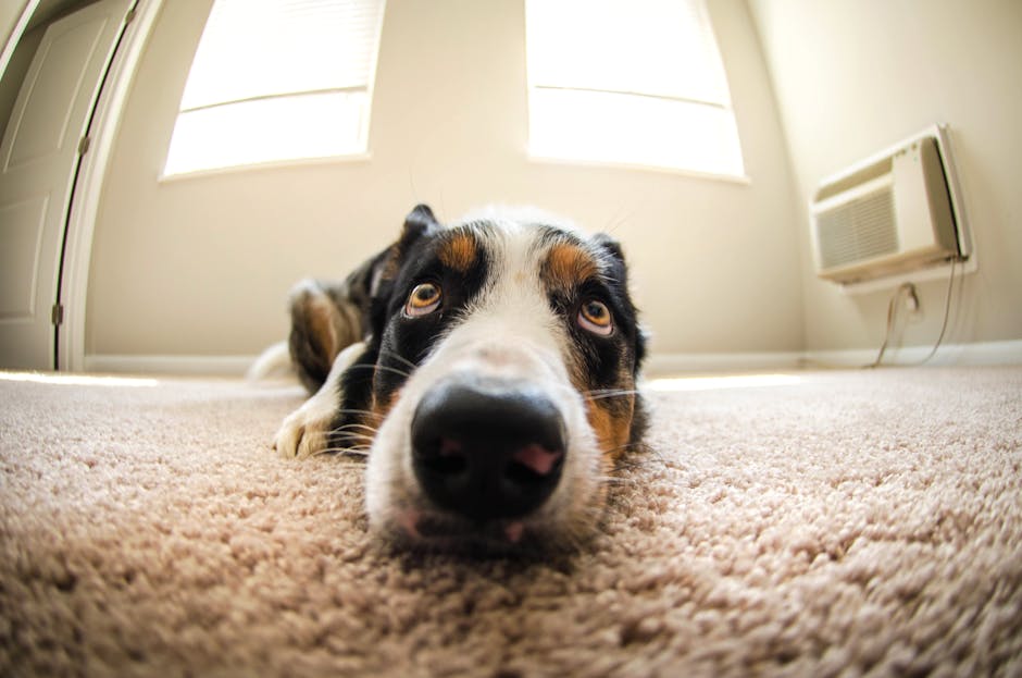 Close-up of a large, tricolored dog with black, white, and tan markings lying flat on a beige carpet in a well-lit room. The dog's head is resting directly on the carpet, with its nose prominently visible and its eyes gazing upward. Behind the dog, there are two windows with blinds allowing natural light to illuminate the space. On the right side of the image, a white air conditioning unit is mounted on the wall. The room appears clean and tidy, with a soft, plush carpet and neutral-colored walls, demonstrating a maintained environment suitable for domestic cleaning and surface sanitisation by Carpet Cleaners Mayfair.