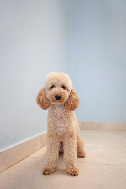 A small white dog with curly fur standing on a neatly made bed with pink and grey bedding in a modern bedroom. The room features a dark grey wall and a vertical strip of bright light, possibly a window or lamp, illuminating part of the space. Visible surfaces include a soft, plush bedspread and pillows, with no visible dust or stains. The setting suggests a clean, well-maintained interior. This image exemplifies domestic cleaning and maintenance, as might be provided by Carpet Cleaners Mayfair, specializing in surface cleaning and sanitisation for residences like Mayfair townhouses.